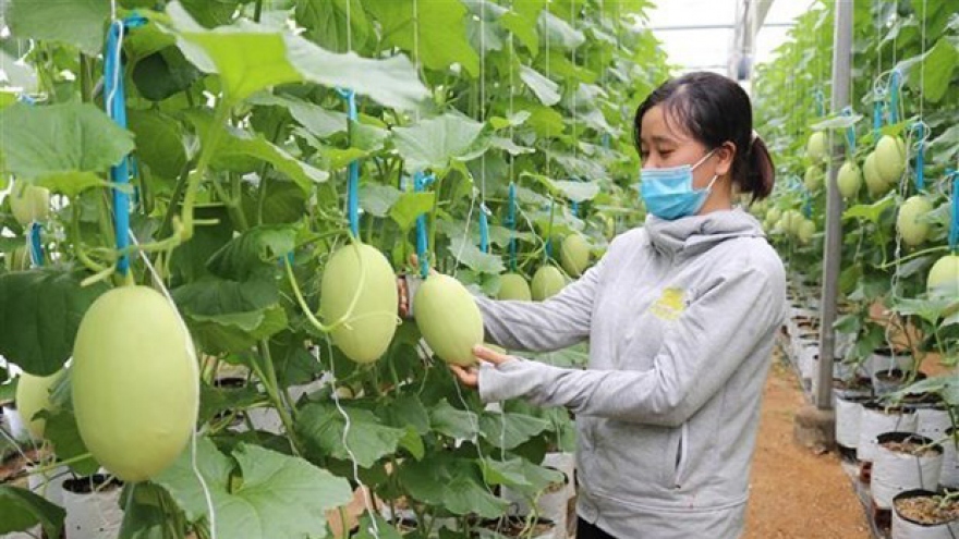 Vietnam targets high-efficiency agriculture